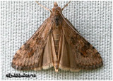 <h5><big>Lucerne Moth<br></big><em>Nomophila nearctica #5156</h5></em>