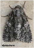 <h5><big> Afflicted Dagger  Moth<br></big><em> Acronicta afflicta #9254</h5></em>