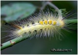 <h5><big>Definite Tussock Moth Caterpillar<BR></big><em>Orgyia definita  #8314</h5></em>