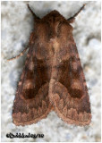 <h5><big>Bronzed Cutworm Moth<br></big><em>Nephelodes minians #10524</h5></em>
