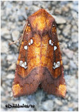 <h5><big>Indigo Stem Borer Moth<br></big><em>Papaipema baptisiae  #9485</h5></em>