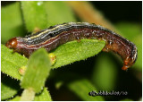<h5><big>Yellow-striped Armyworm Moth Caterpillar<BR></big><em>Spodoptera ornithogalli #9669</h5></em>
