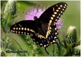 Black Swallowtail-MalePapilio polyxenes