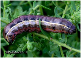 <h5><big>Yellow-striped Armyworm Moth Caterpillar<BR></big><em>Spodoptera ornithogalli #9669</h5></em>