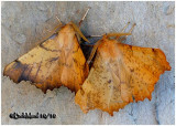 Maple Spanworm Moths