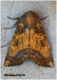 <h5><big>Burdock Borer Moth<br></big><em>Papaipema cataphracta #9466</h5></em>
