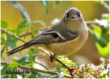 Ruby-crowned Kinglet