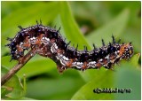 Common Buckeye Caterpillar