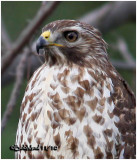 Red-shouldered Hawk-Juvenile