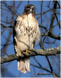 Red-tailed Hawk-Juvenile