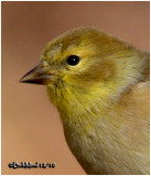 American Goldfinch-Winter