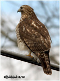 Red-shouldered Hawk-Juvenile