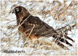 Northern Harrier