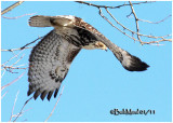 Red-tailed Hawk-Juvenile