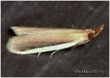 <h5><big>White-edged Pima Moth<br></big><em>Pima albiplagiatella #5747</h5></em>