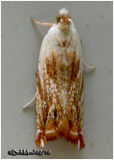 <h5><big>Ancylis Platanana Moth<br></big><em>Ancylis platanana #3370</h5></em>