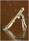<h5><big>Sumac Leafblotch Moth<br></big><em>Caloptilia rhoifoliella #0630</h5></em>