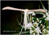 <H5><big>Plume Moth</h5></big>