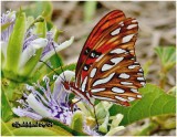 <h5><big>Gulf Fritillary<br></big><em>Agraulis vanillae</h5></em>