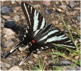 Zebra Swallowtail-Summer FormEurytides marcellus