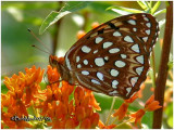 <h5><big>Aphrodite Fritillary<br></big><em>Speyeria aphrodite</h5></em>