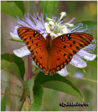 <h5><big>Gulf Fritillary-Female<br></big><em>Agraulis vanillae</h5></em>