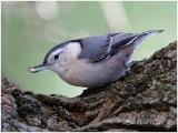 White-breasted Nuthatch