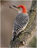 Red-bellied Woodpecker-Male