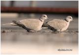 Eurasian Collared-Dove