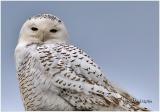 Snowy Owl