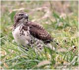 Red-tailed Hawk-First Year