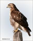 Red Tailed Hawk