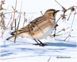 Horned Lark