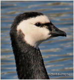 Barnacle Goose