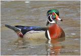 Wood Duck-Male