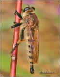 Bearded Robber Fly-Male