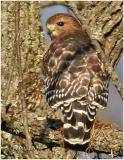 Red Shouldered Hawk-Adult