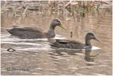 American Black Duck-Pair