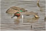 American Green Winged Teal-Male