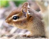 EasternChipmunk