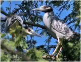 Black-Crowned and Yellow-Crowned Night Heron