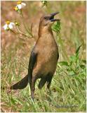 Boat-tailed Grackle - Female