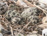 Killdeer Nest