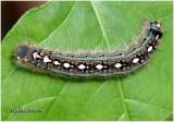 <h5><big>Forest Tent Caterpillar Moth<BR></big><em>Malacosoma disstria #7698</h5></em>