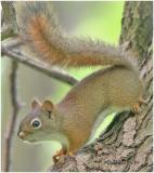 Red Squirrel