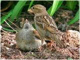 House Sparrow feeding Young