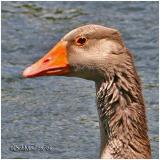 Greylag Goose