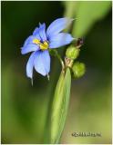 Blue-Eyed Grass