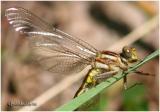 Teneral Dragonfly (Sp?)