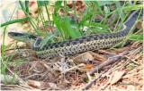 Common Garter Snake